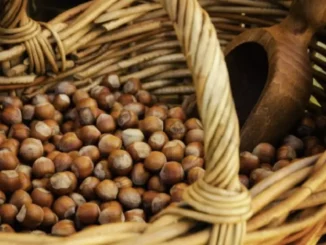 Piemonte, Lazio e Campania: clima e cimici minacciano le nocciole italiane