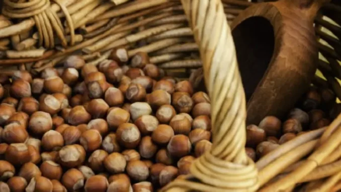 Piemonte, Lazio e Campania: clima e cimici minacciano le nocciole italiane