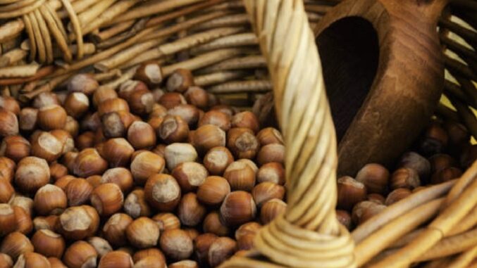 Nocciole, Coldiretti Cuneo: con cambiamenti climatici produzione in calo