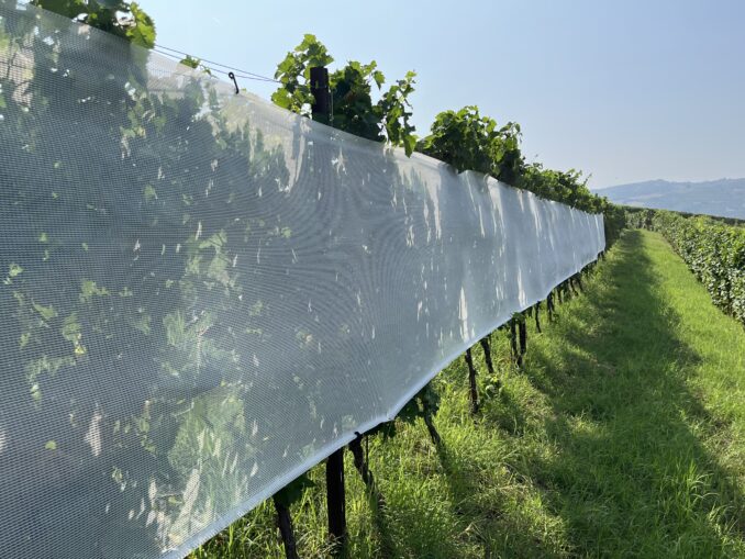 Nei vigneti del Moscato con le prove sperimentali di Agrion 2