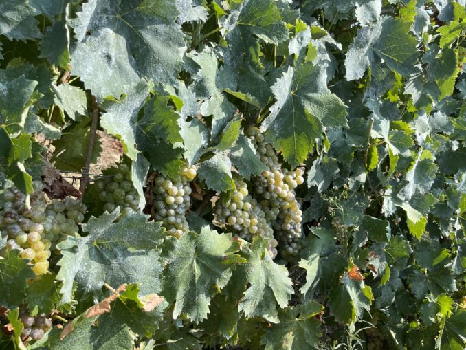 Nei Comuni del Moscato Agrion studia dei rimedi al cambiamento climatico 1