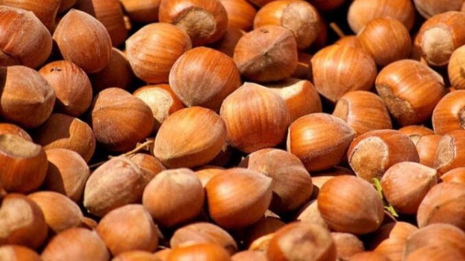Coldiretti Asti: vendemmia 2024, un’ottima annata 1