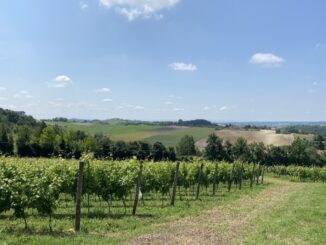 Coldiretti Asti: vendemmia 2024, un’ottima annata