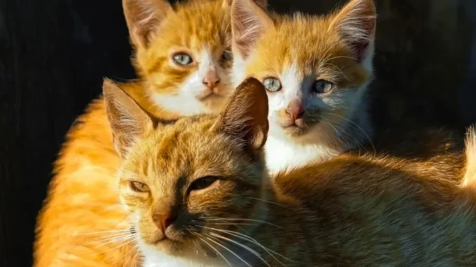 Finanziati dalla Regione Piemonte 25 progetti per gatti randagi e colonie feline