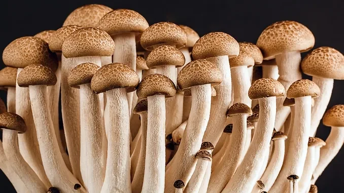 L'Asl di Asti attiva il servizio di controllo gratuito sui funghi per evitare intossicazioni e avvelenamenti
