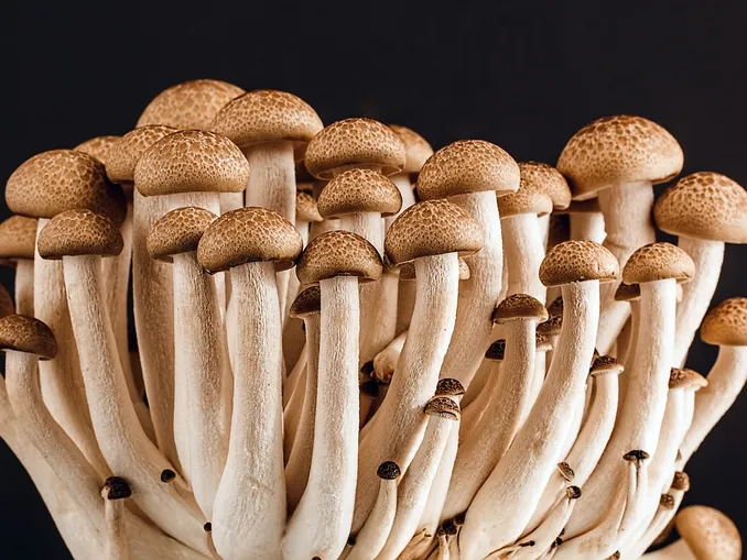 L'Asl di Asti attiva il servizio di controllo gratuito sui funghi per evitare intossicazioni e avvelenamenti