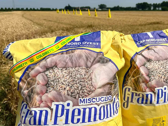 Annata agraria, la filiera del frumento punta sul Gran Piemonte