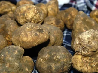 Piante tartufigene regalate agli agricoltori che se ne prendono cura 1