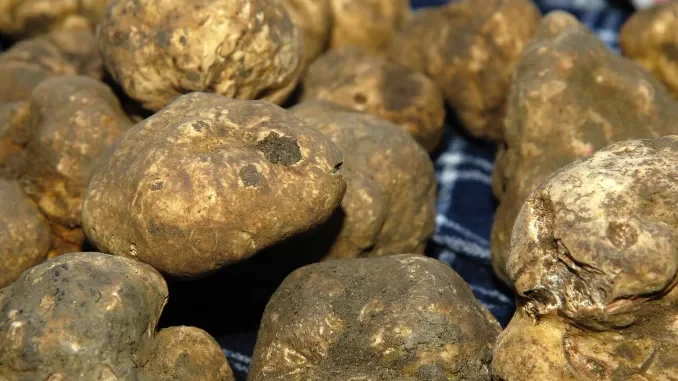 Piante tartufigene regalate agli agricoltori che se ne prendono cura 1