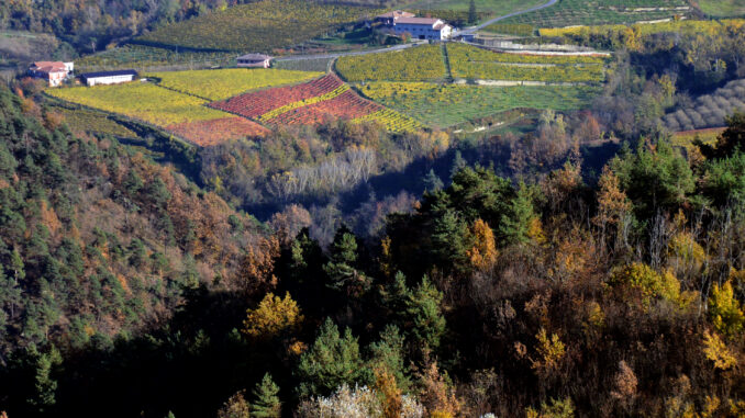 Cambiamento climatico / I produttori guardano alla Svezia e le vigne salgono in alta Langa