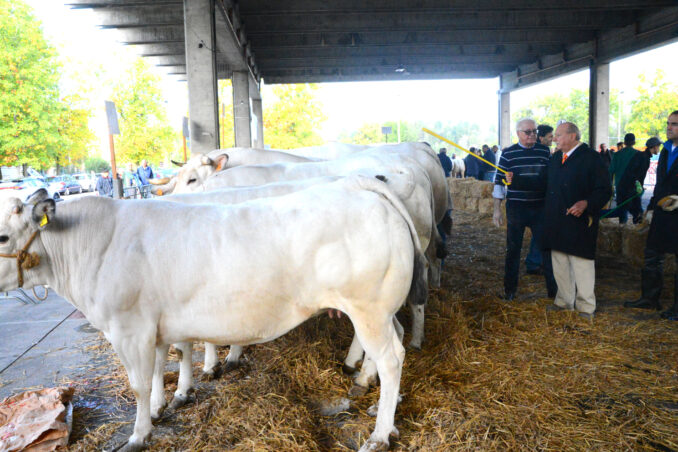 La grande rassegna dei bovini