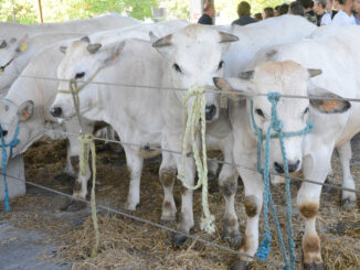 Domani in piazza Prunotto c'è la tradizionale rassegna bovina