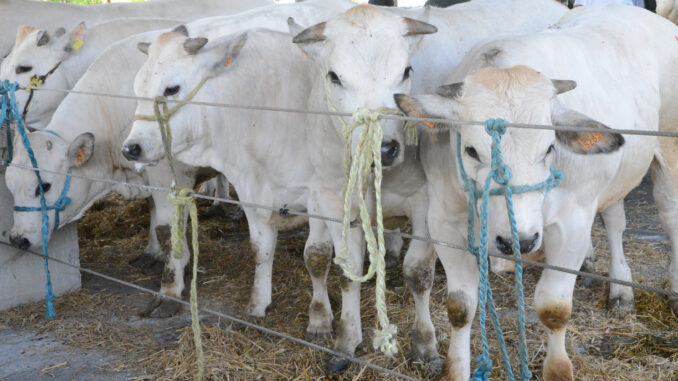 Domani in piazza Prunotto c'è la tradizionale rassegna bovina