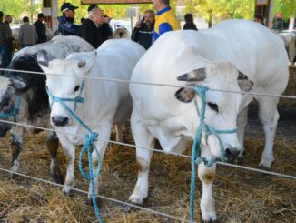 La grande rassegna dei bovini 1