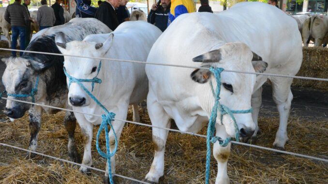 La grande rassegna dei bovini 1