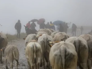 Caluma el vache / Il ritorno a valle è il momento per ricordare le difficoltà della zootecnia di montagna