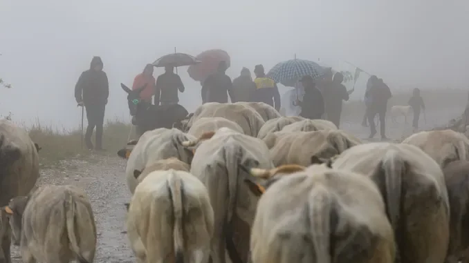 Caluma el vache / Il ritorno a valle è il momento per ricordare le difficoltà della zootecnia di montagna