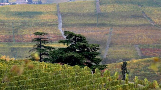 Tutti i Santi a La Morra: un'emozionante escursione sulle colline della Langa del Barolo