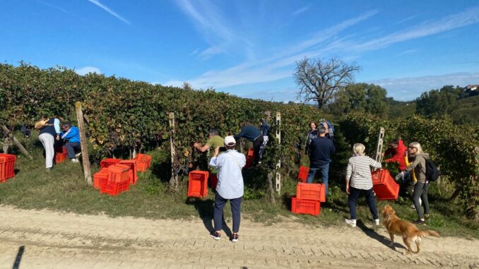 Grande adesione di adottanti alla Festa della vendemmia castagnolese