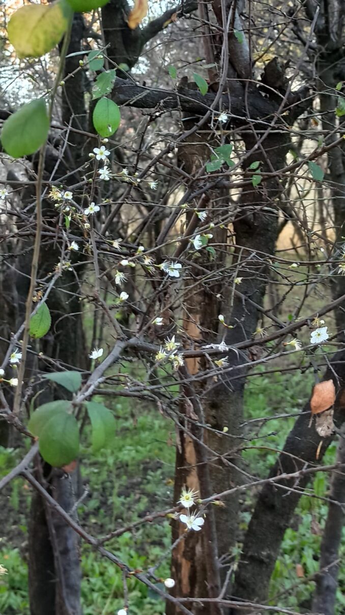 Primi fiori fioritura nel pruneto al Santuario 3