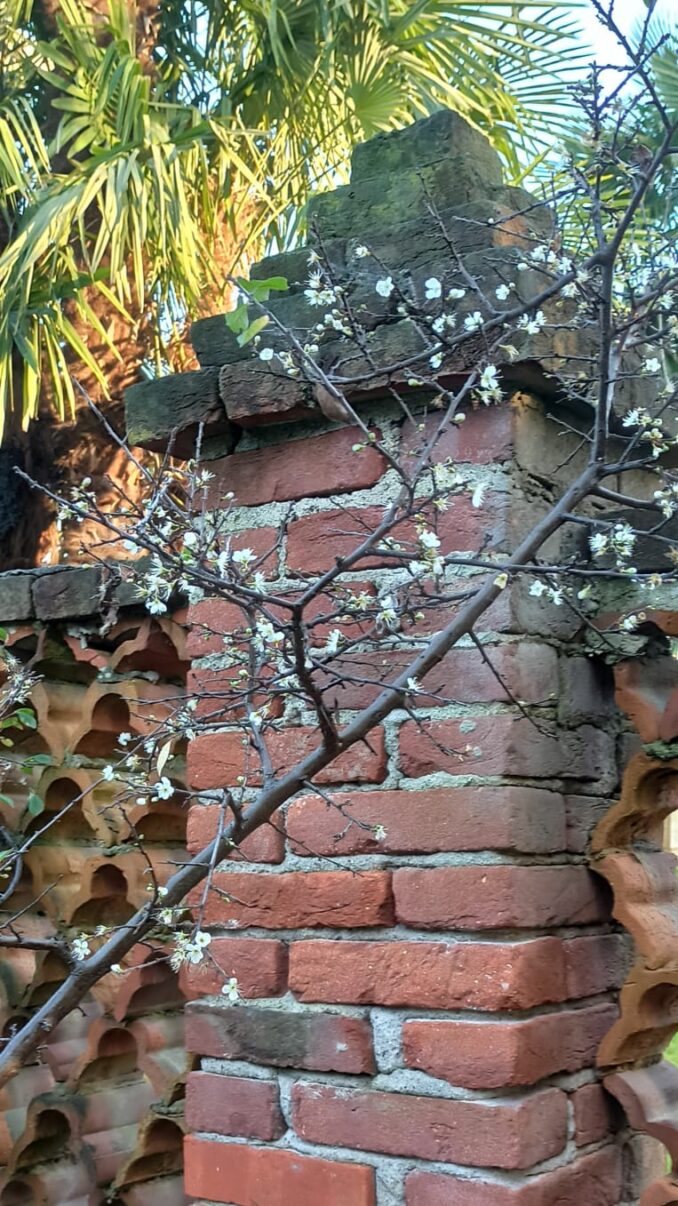 Primi fiori fioritura nel pruneto al Santuario 4