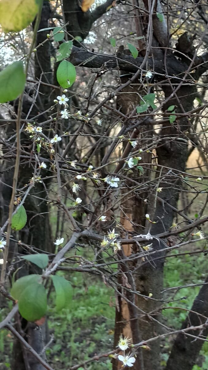 Primi fiori fioritura nel pruneto al Santuario 5