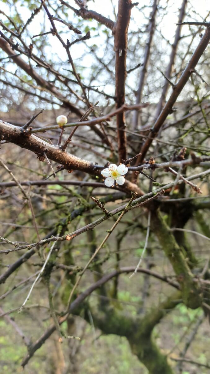 Primi fiori fioritura nel pruneto al Santuario 2