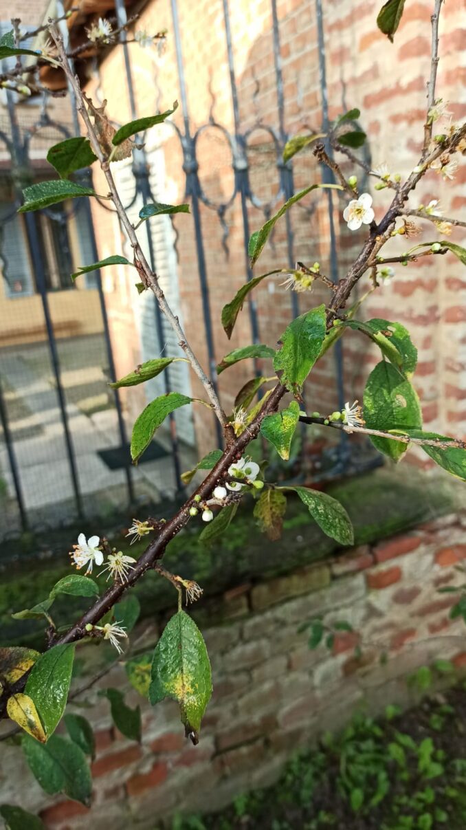 Primi fiori fioritura nel pruneto al Santuario