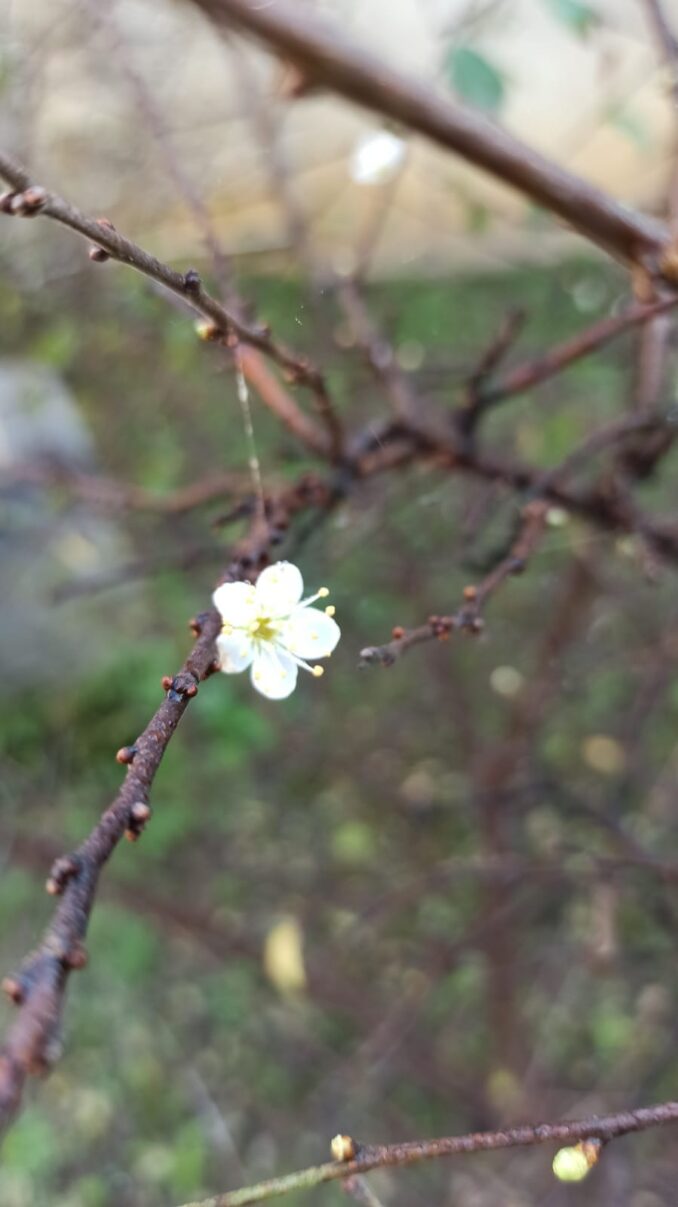 Primi fiori fioritura nel pruneto al Santuario 7