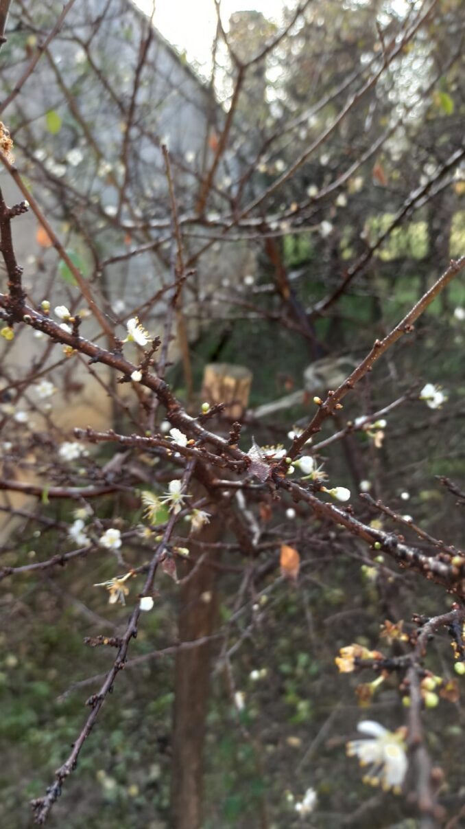 Primi fiori fioritura nel pruneto al Santuario 1