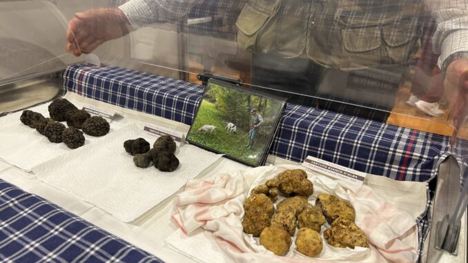 Fiera / Debutto al Mercato da 400 euro all'etto per il tartufo bianco d'Alba (FOTO E VIDEO) 1