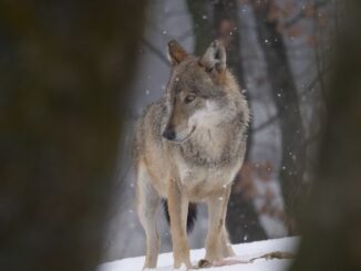 A Cortemilia per saperne di più sui lupi si fa sera in biblioteca