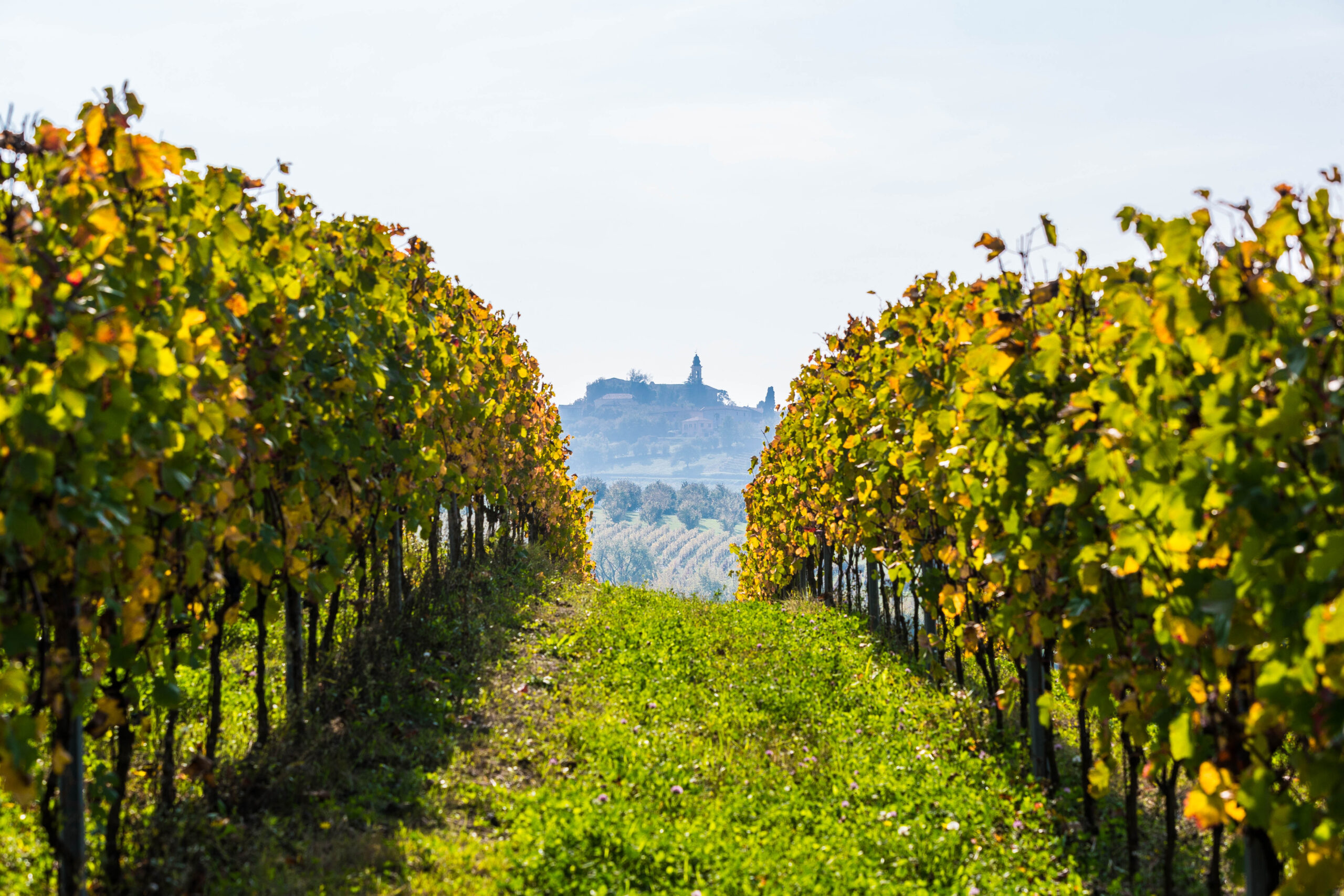 Nizza festeggia il suo vino dal 5 al 7 ottobre a palazzo Crova 1