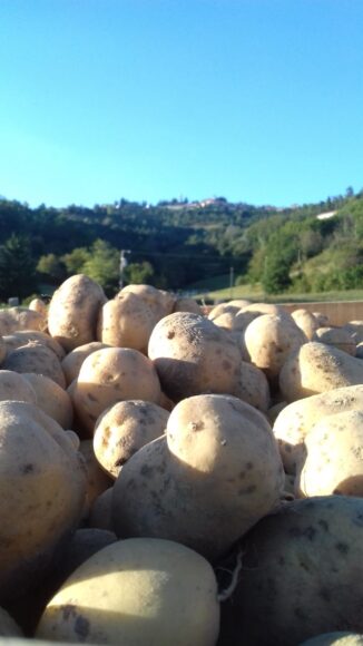In Valle Belbo ci sono poche patate, ma di grande qualità 1
