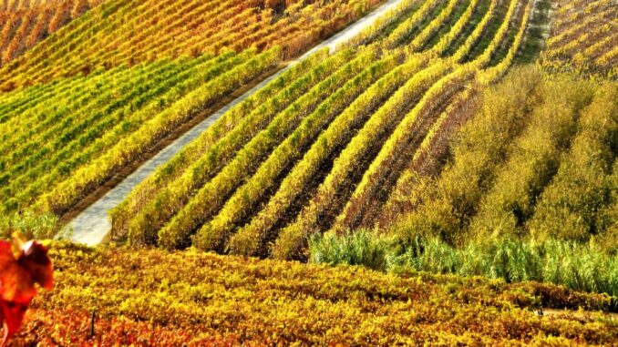 Il foliage più variopinto sulle colline dei Sorì