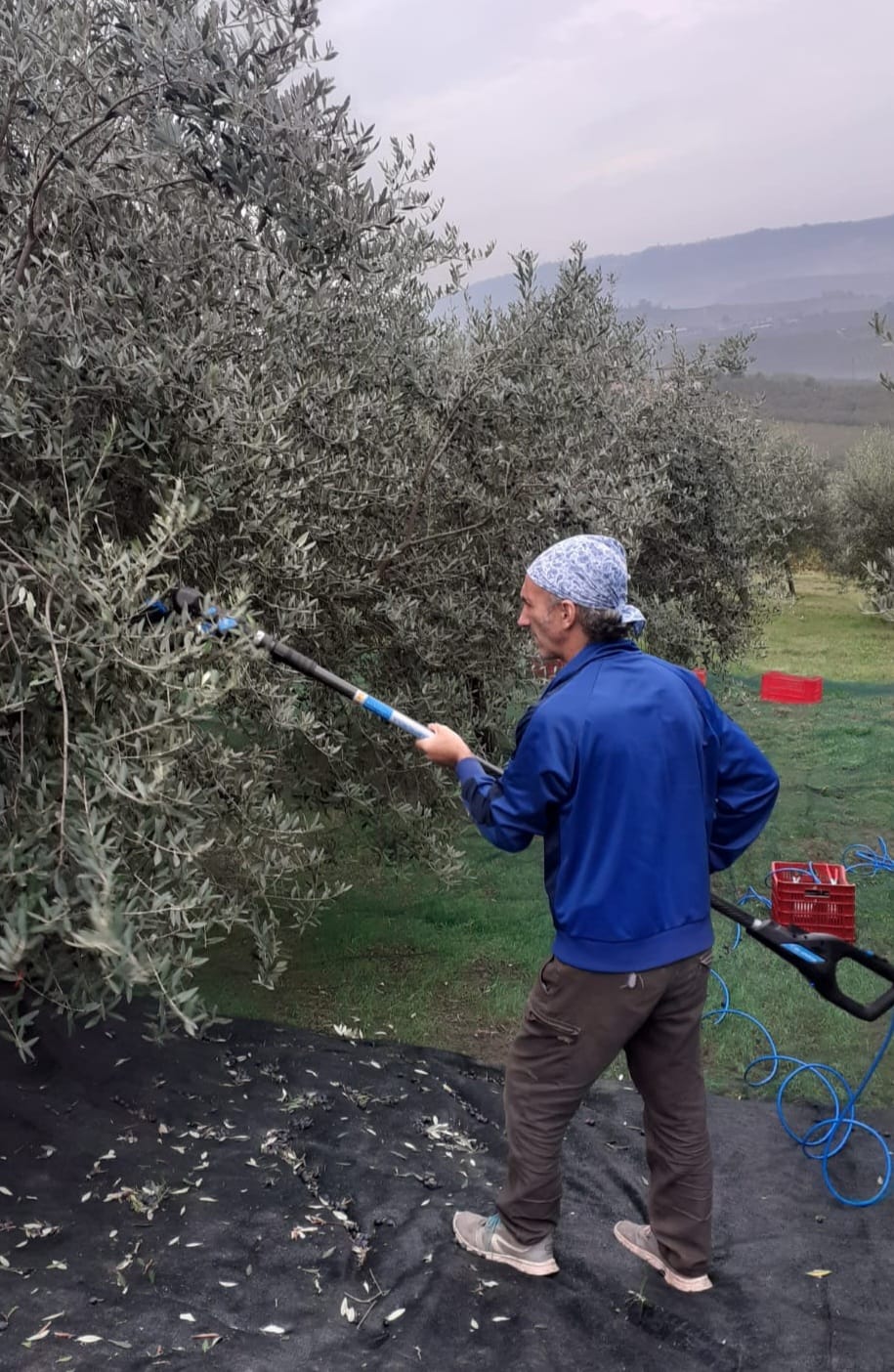 Anche ad Alba si raccolgono olive: «Nessun problema con il freddo» 3