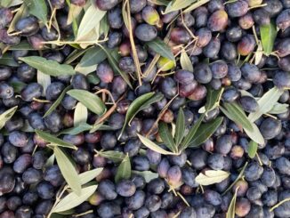 Anche ad Alba si raccolgono olive: «Nessun problema con il freddo» 4