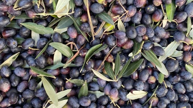 Anche ad Alba si raccolgono olive: «Nessun problema con il freddo» 4