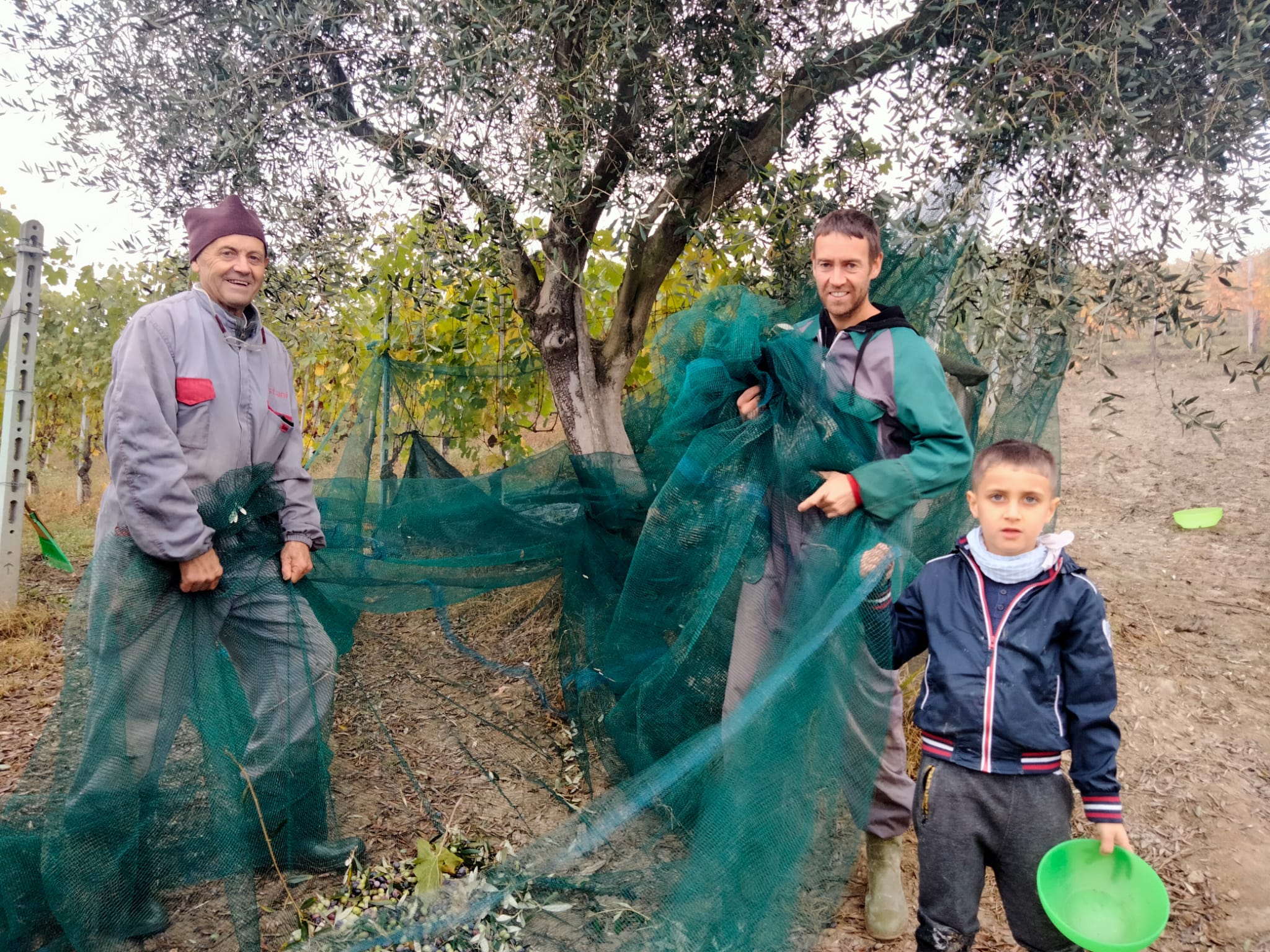 Anche ad Alba si raccolgono olive: «Nessun problema con il freddo»
