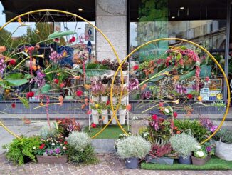 La leggerezza e la poesia autunnale di piazza Pertinace ad Alba