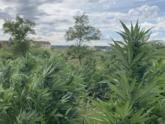 Canapa industriale, il blocco alla coltivazione crea tensione tra gli agricoltori