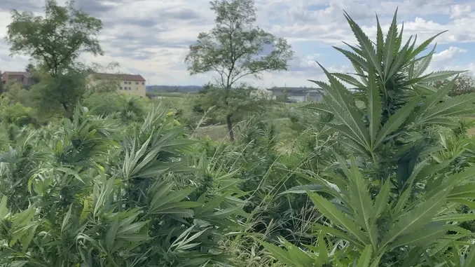 Canapa industriale, il blocco alla coltivazione crea tensione tra gli agricoltori