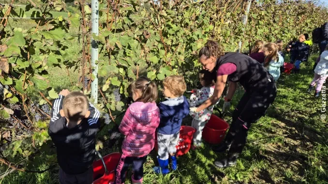 L'esperienza della vendemmia per la 1