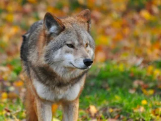 Lupa recuperata a Demonte e trasferita nell'area faunistica di Entracque