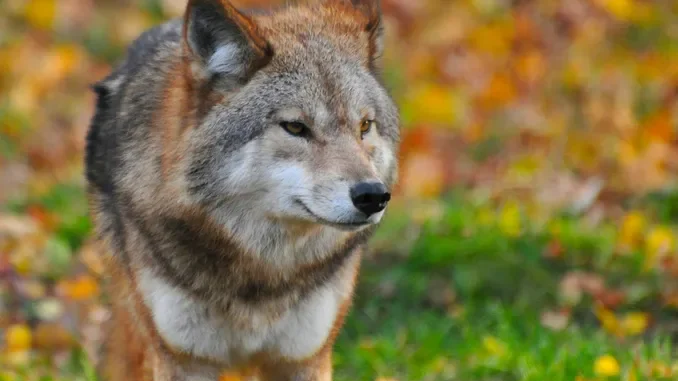 Lupa recuperata a Demonte e trasferita nell'area faunistica di Entracque