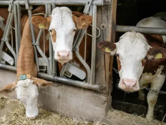 Ci sono 45 mucche da salvare in Val d'Aosta