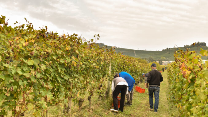 Per i diritti dei lavoratori delle vigne: se ne parla lunedì 11 a La Morra