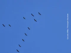 La migrazione verso l