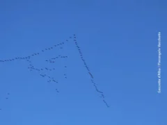La migrazione verso l