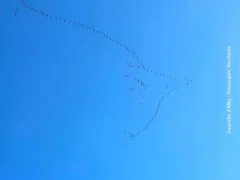 La migrazione verso l